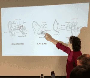 How to Calm Your Dog During a Thunderstorm