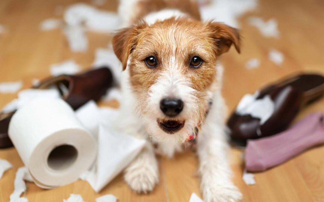 dog chewing anxiety 1080x675