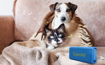 6 Ways to Prepare Your Pets for the Holidays